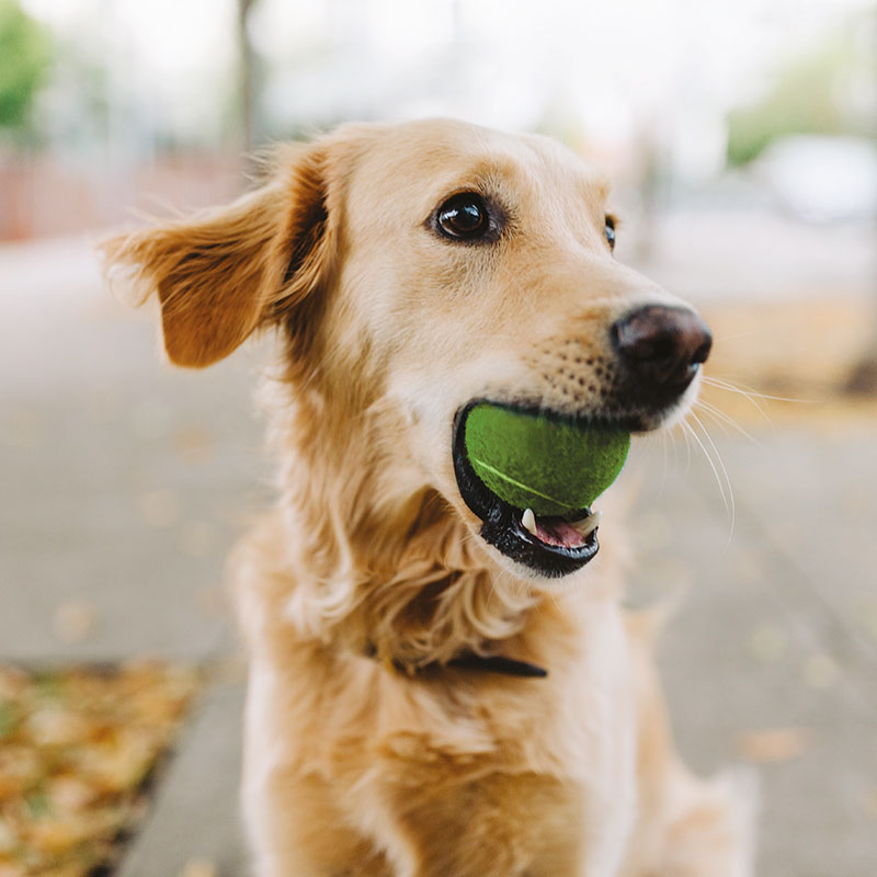 Nu.Q® Vet Cancer Screen and Monitor Test